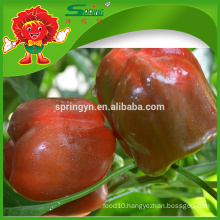 FRESH TRICOLOUR BELL PEPPER Competitive price